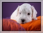 Sealyham terrier, Słodki, Szczeniaczek, Kanapa